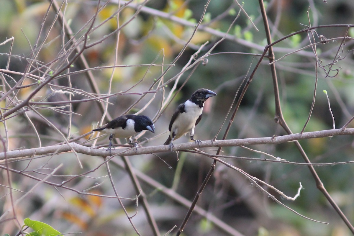 Magpie Mannikin - ML315172461