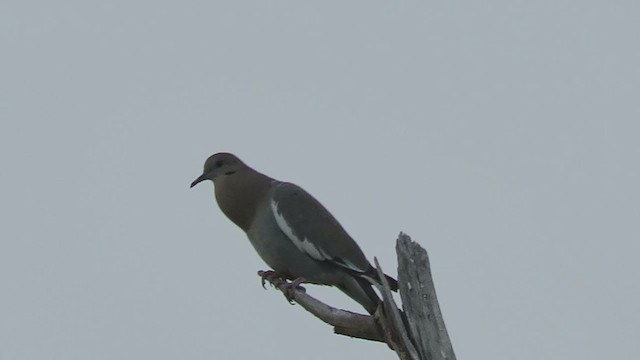 White-winged Dove - ML315172941