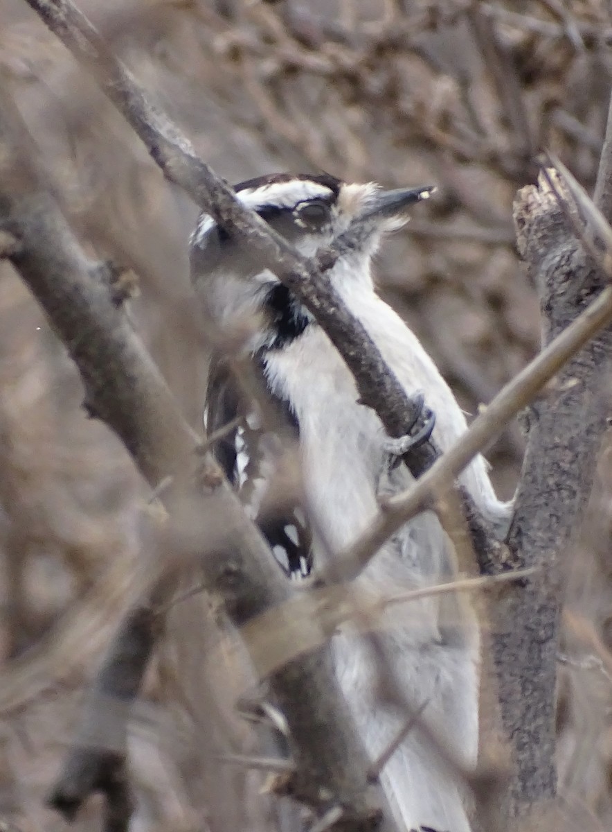 Downy Woodpecker - ML315174831