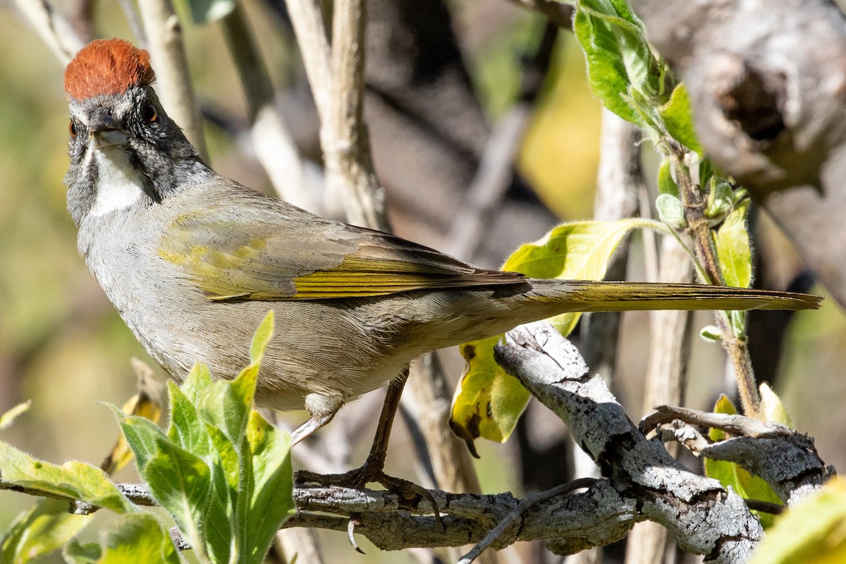 Green-tailed Towhee - ML315176041