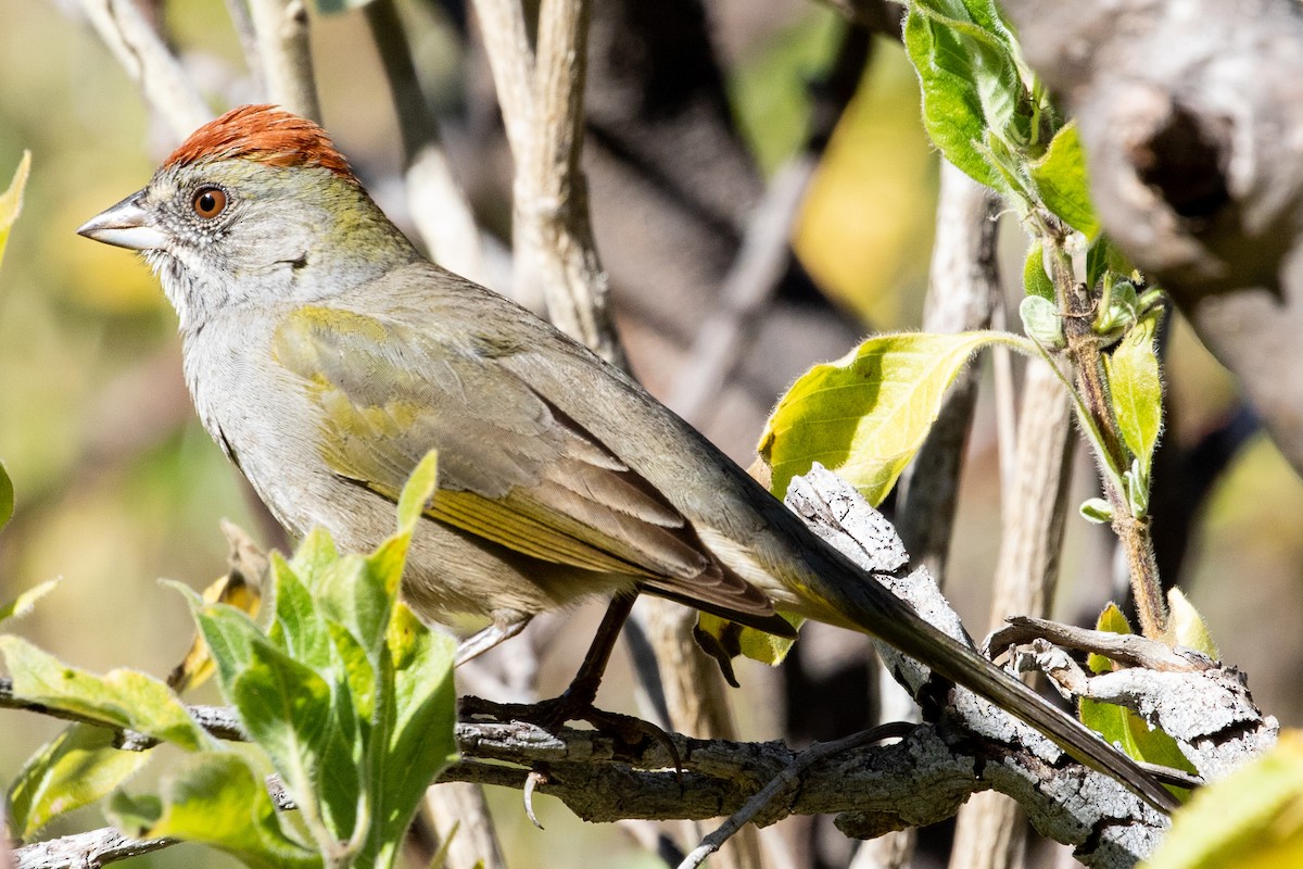 Green-tailed Towhee - Sue Wright