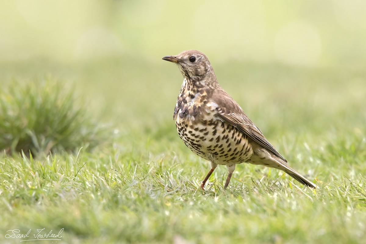 Mistle Thrush - ML315176821