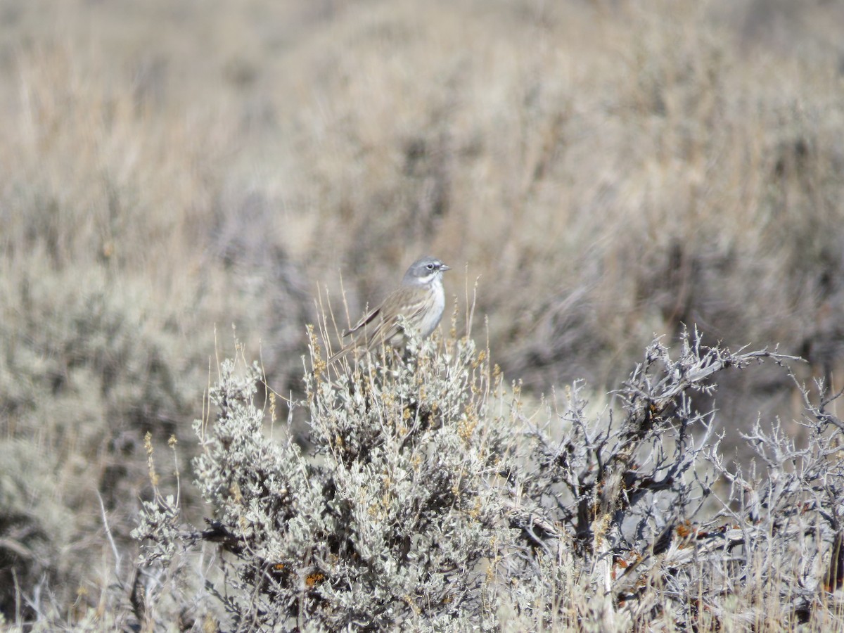 Sagebrush Sparrow - ML315177251