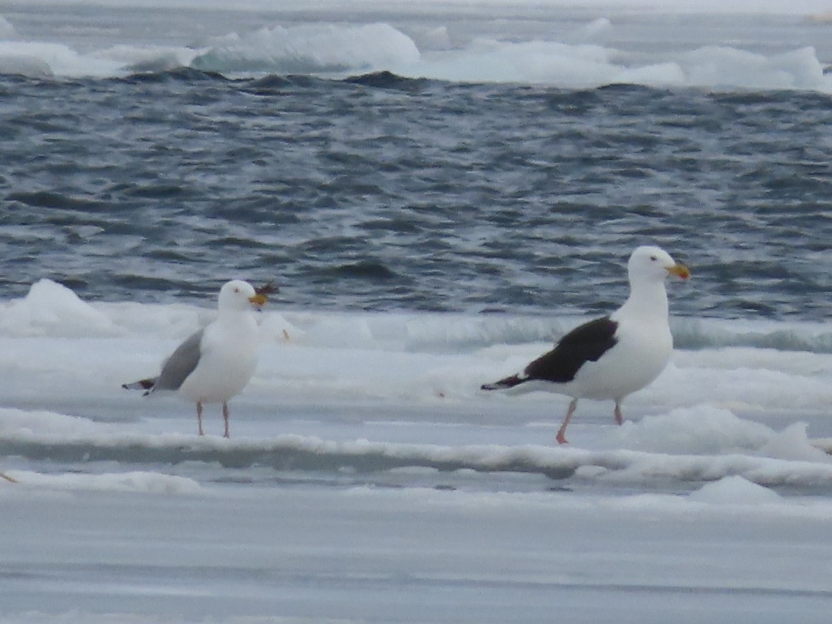 Great Black-backed Gull - Martine Parent