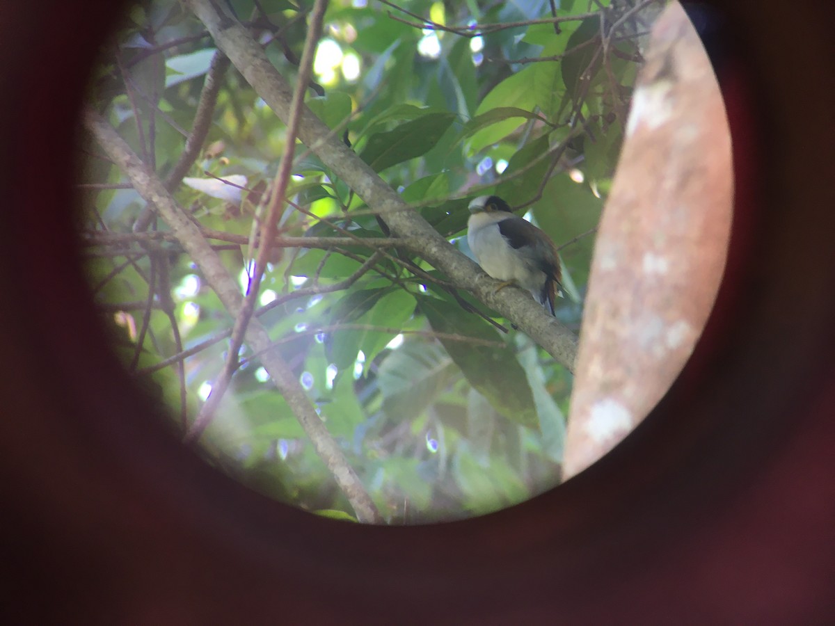 Silver-breasted Broadbill - ML315178361