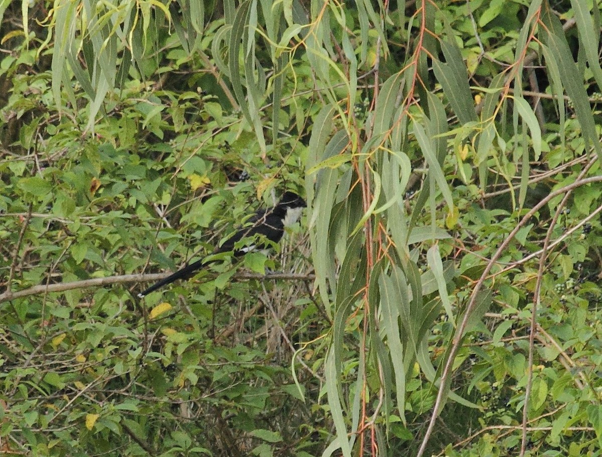 Pied Cuckoo - Albin Jacob