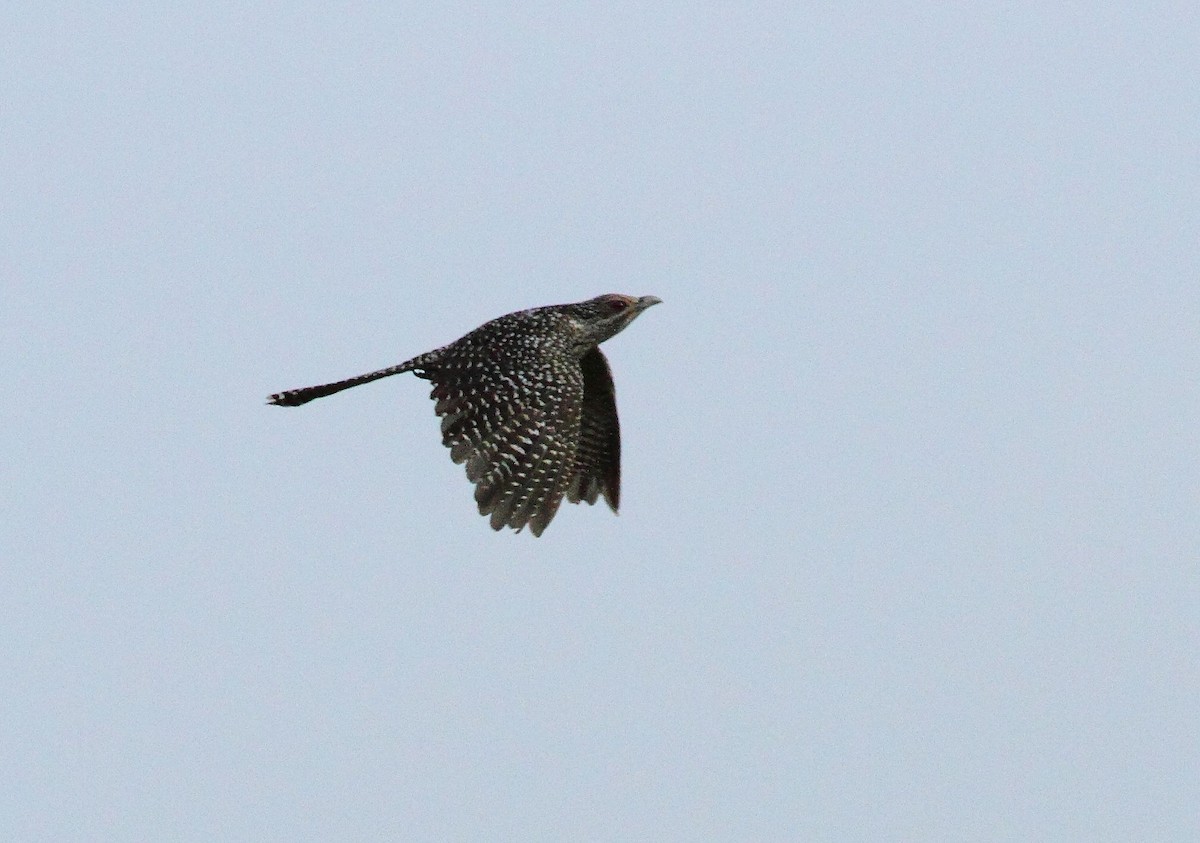 Asian Koel - Albin Jacob