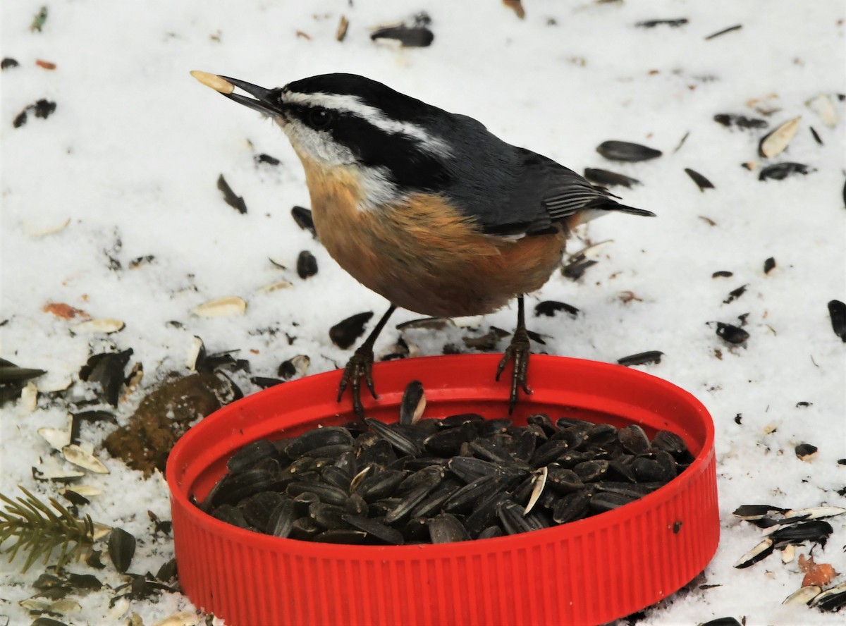 Red-breasted Nuthatch - ML315182011