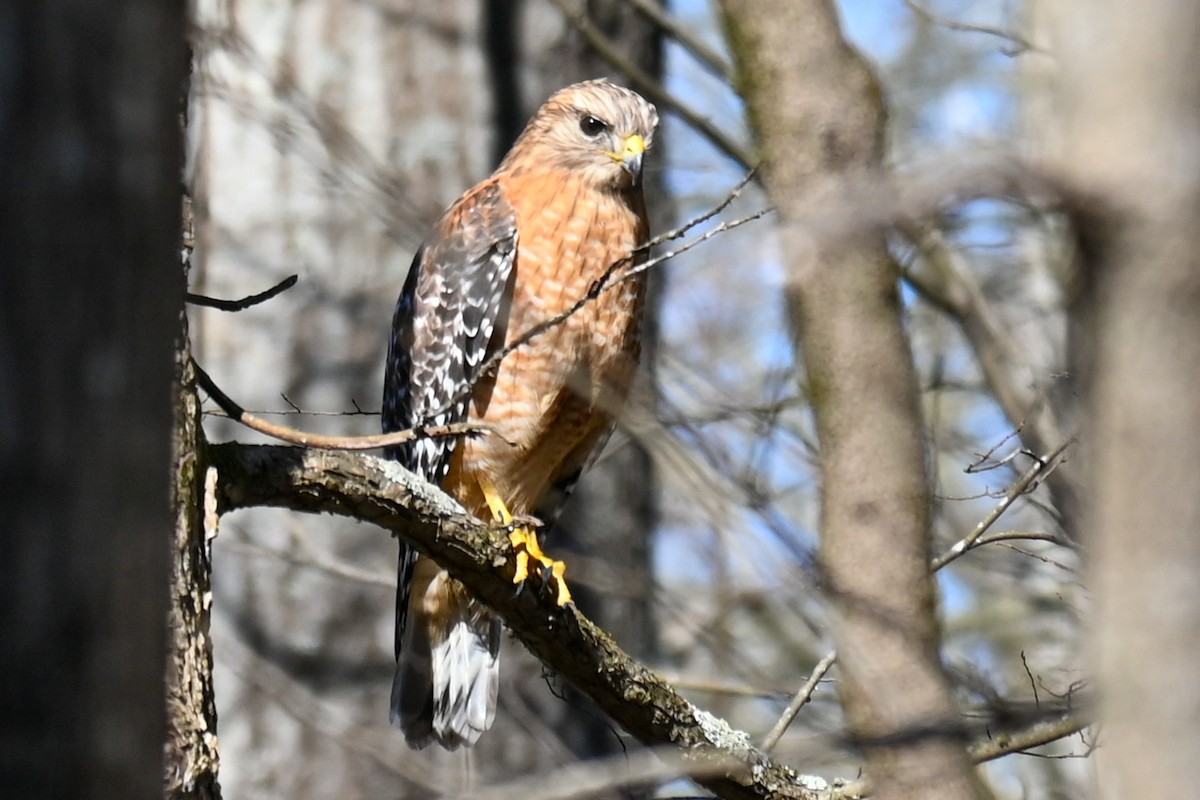 Red-shouldered Hawk - ML315182271