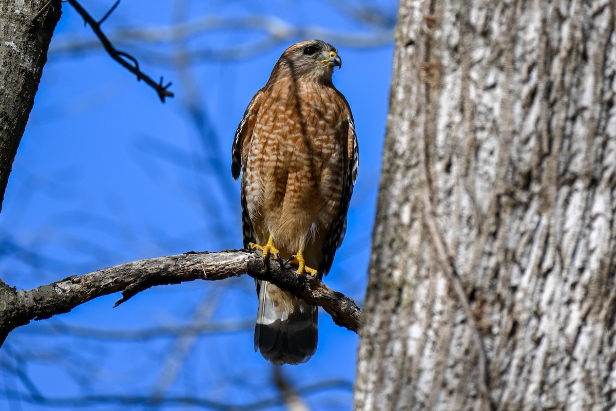 Red-shouldered Hawk - ML315182281