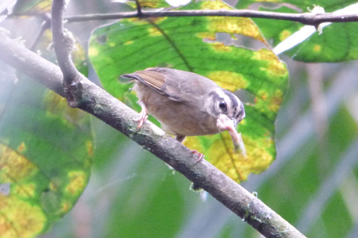 Three-striped Warbler - ML315183391