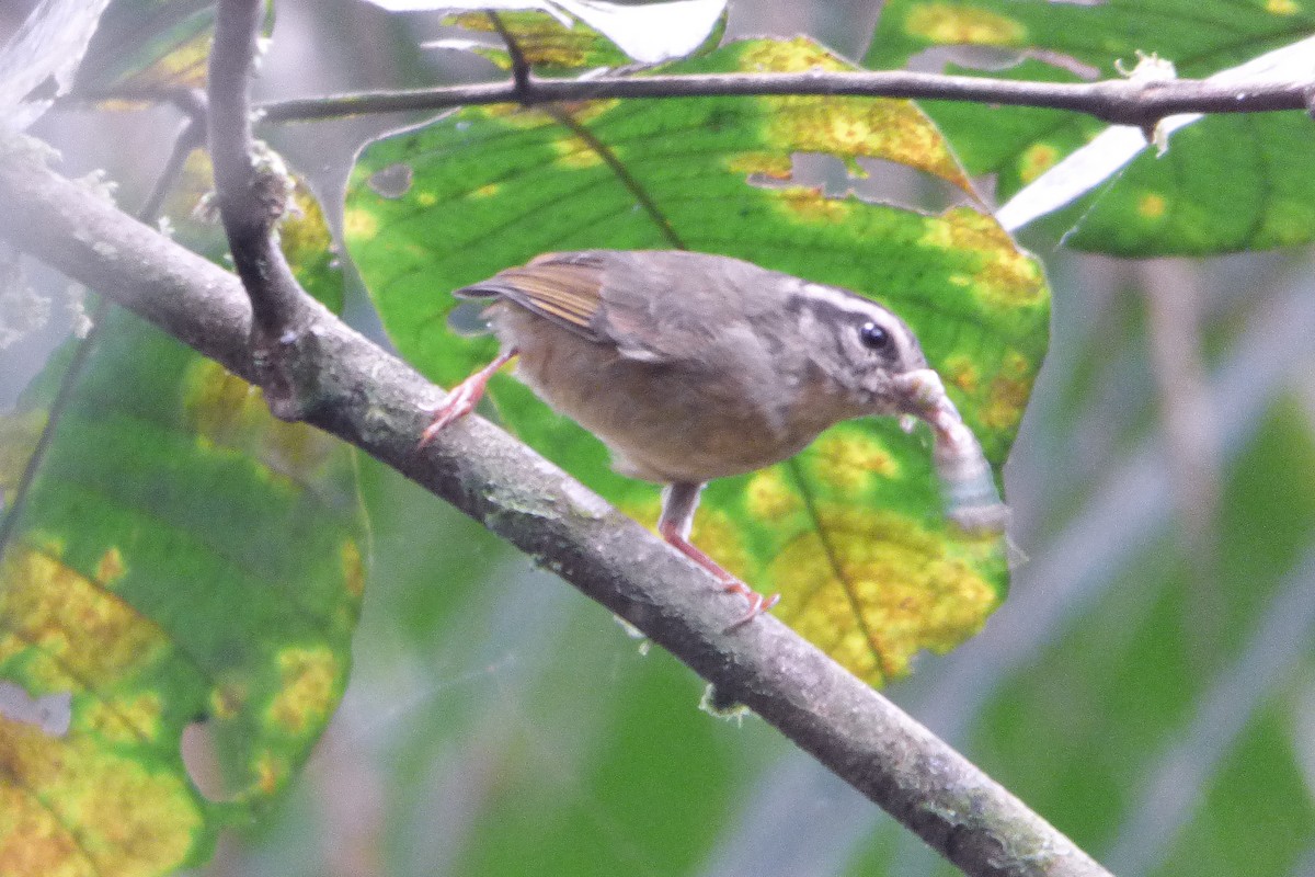 Three-striped Warbler - ML315183401