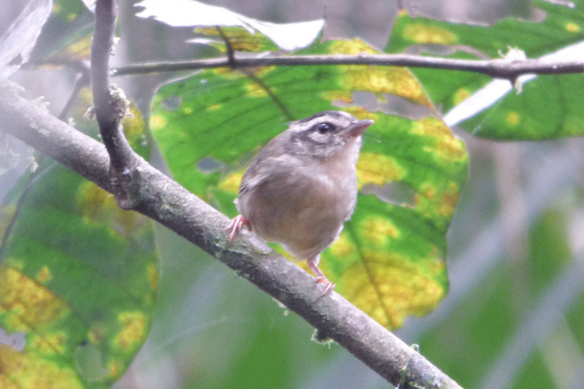 Three-striped Warbler - ML315183431