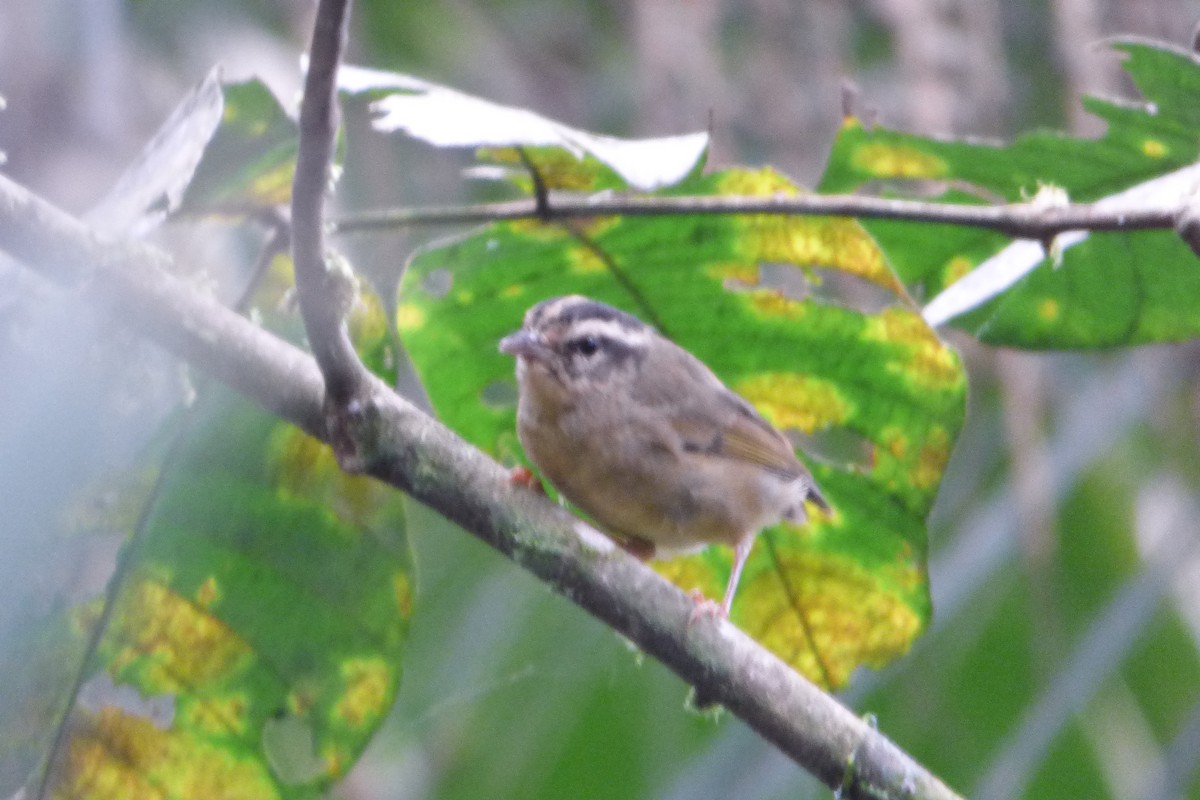 Three-striped Warbler - ML315183441