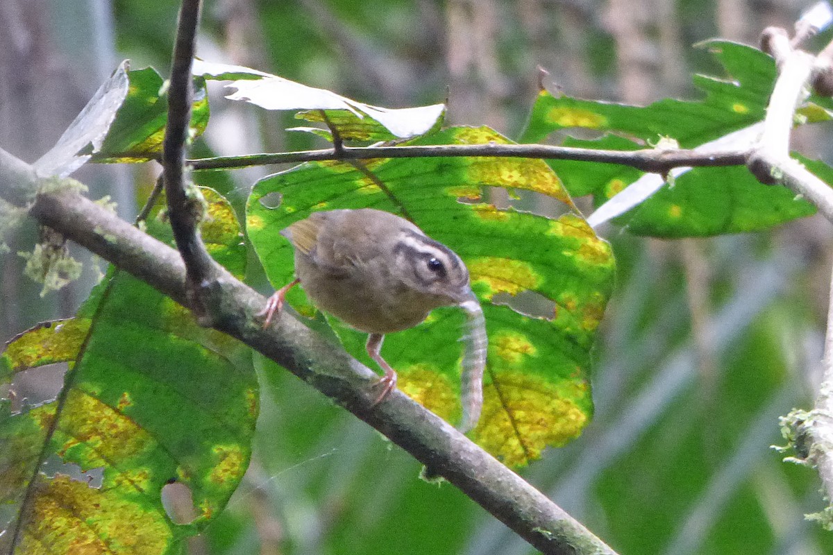 Three-striped Warbler - ML315183481