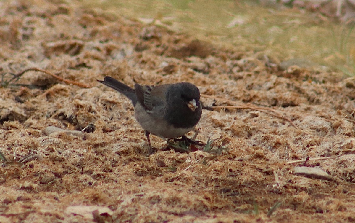 Dark-eyed Junco (cismontanus) - ML315184791