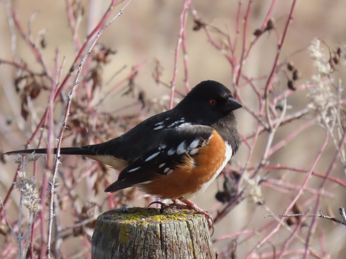 Spotted Towhee - ML315185441