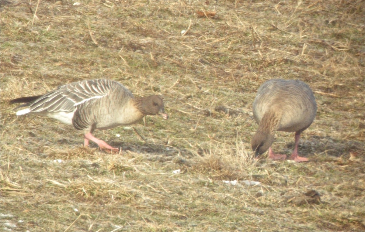 Pink-footed Goose - ML315186841