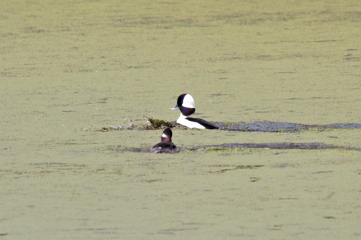 Bufflehead - ML315189641