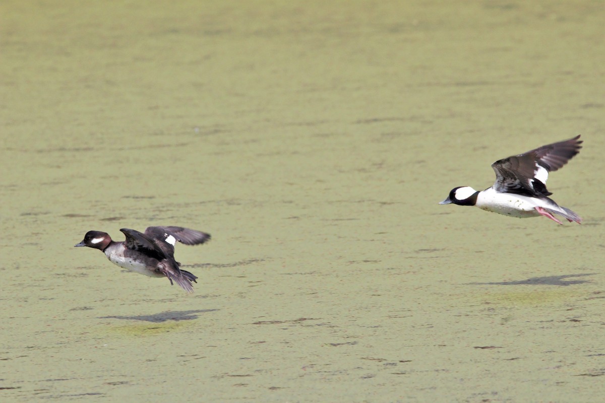 Bufflehead - ML315189661