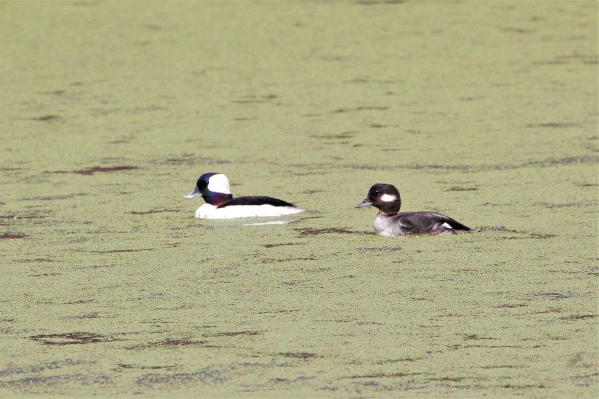 Bufflehead - ML315189671