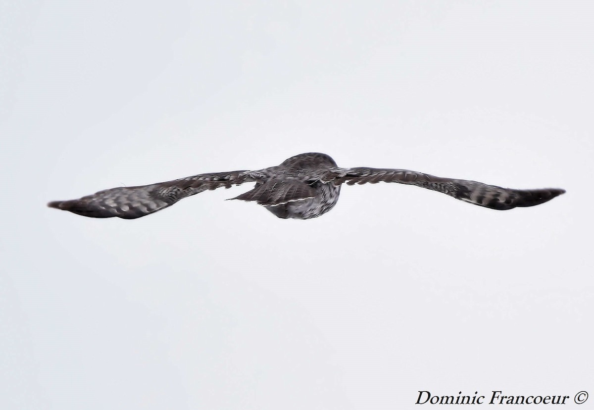 Great Gray Owl - ML315190051