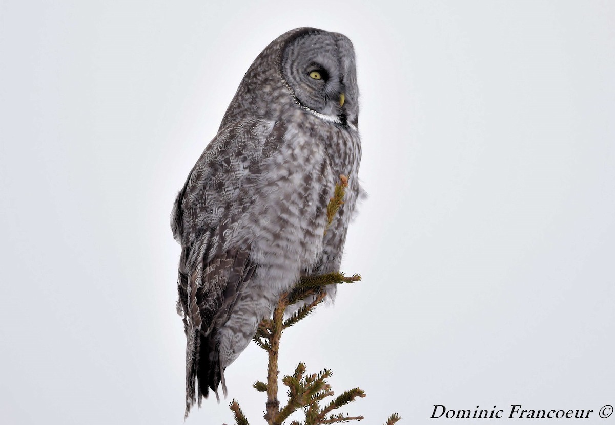 Great Gray Owl - ML315190081