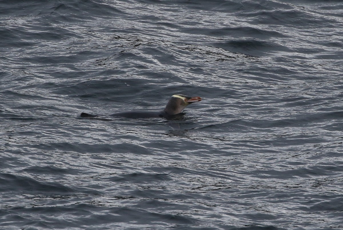 Yellow-eyed Penguin - ML315191241