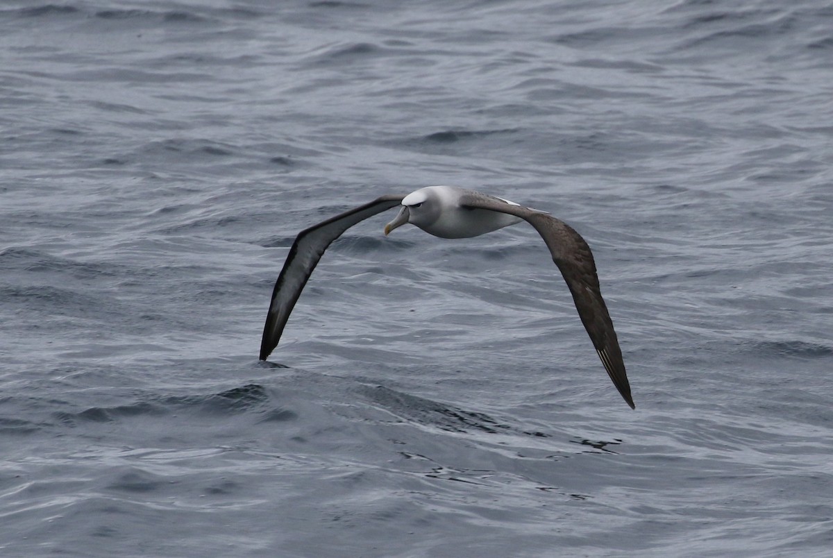 White-capped Albatross (steadi) - ML315191351