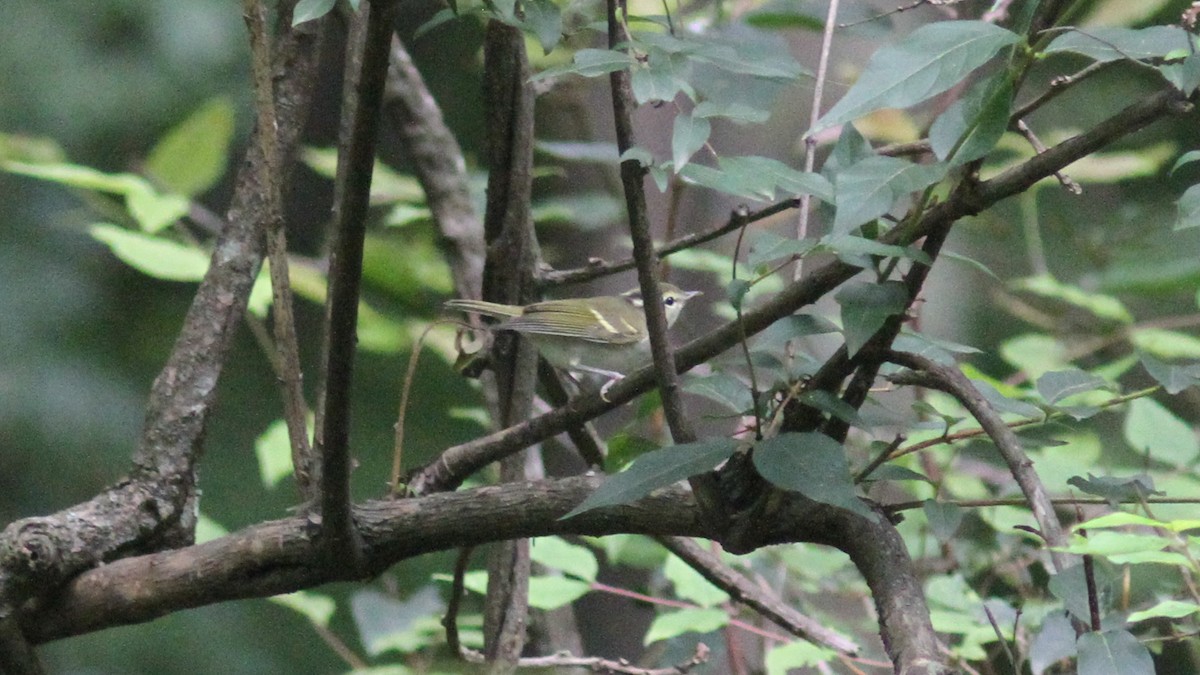 Emei Leaf Warbler - ML315192541