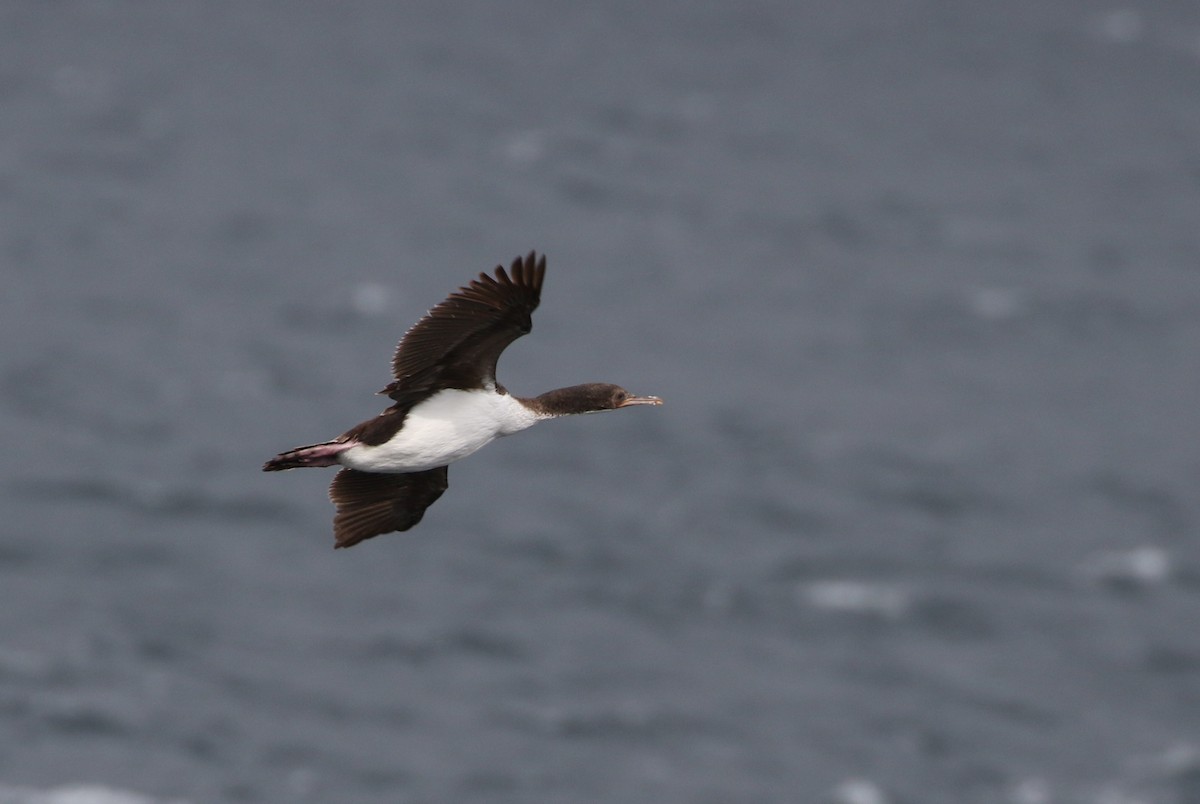 Auckland Islands Shag - ML315192621