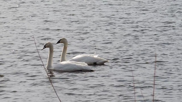 Cygne trompette - ML315192821