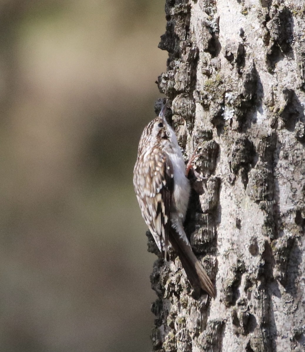 Brown Creeper - ML315192901