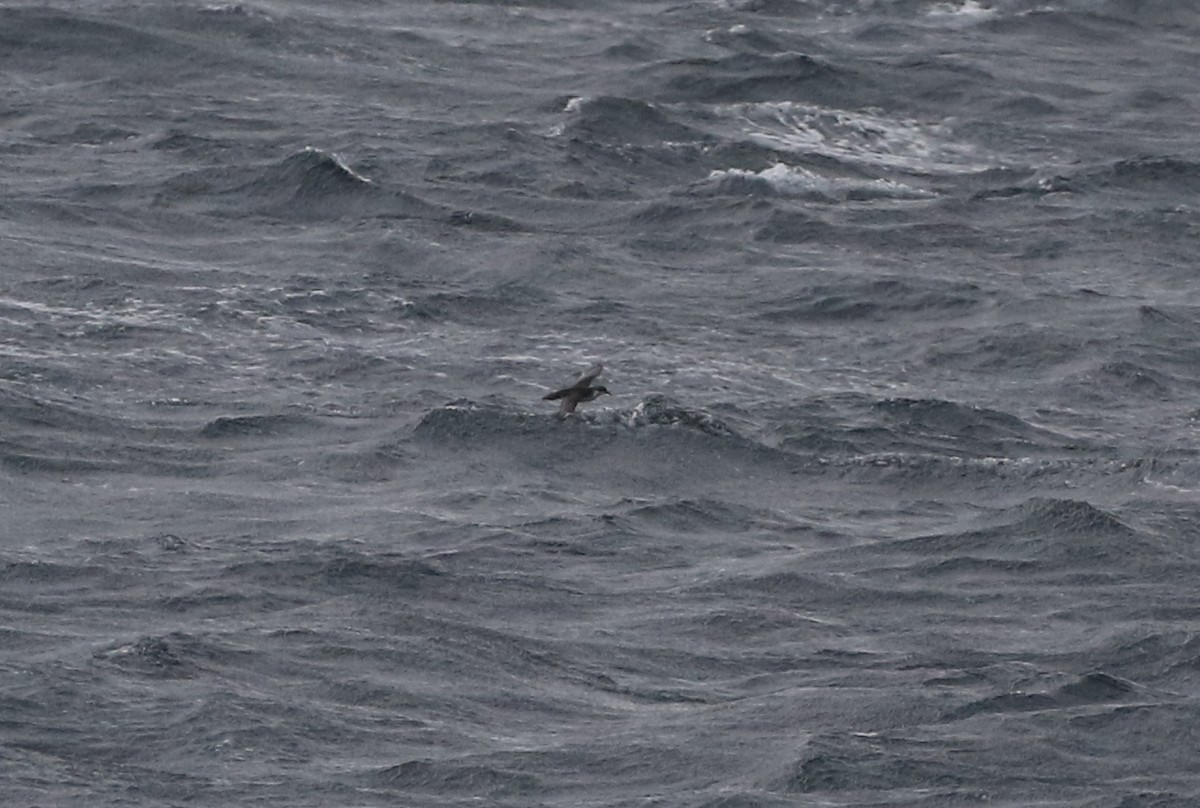 Subantarctic Shearwater - ML315193061