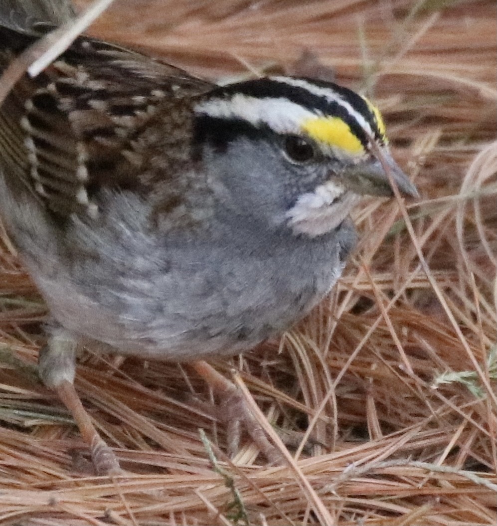 White-throated Sparrow - ML315193161