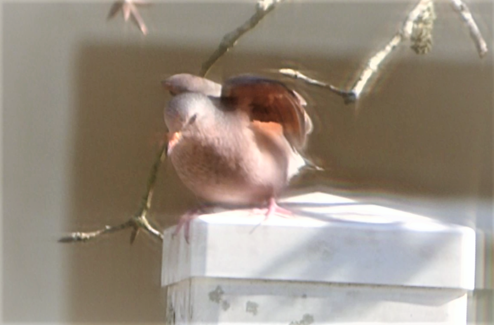 Common Ground Dove - ML315193881