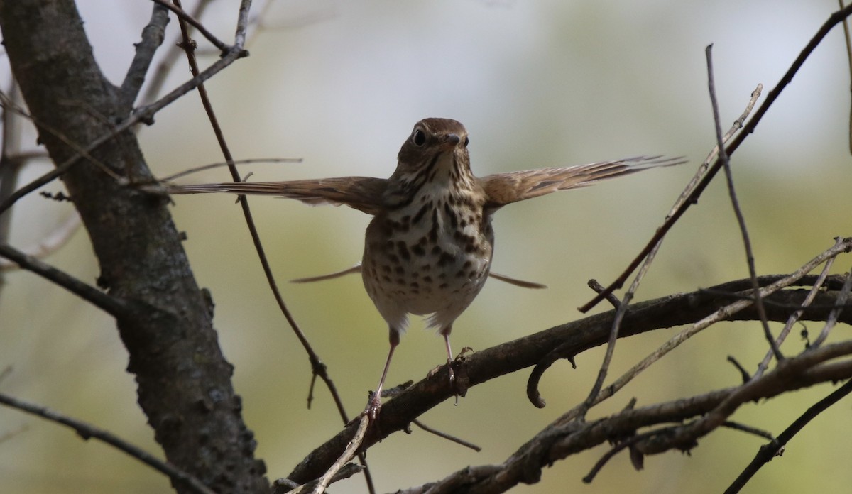 Hermit Thrush - ML315194381