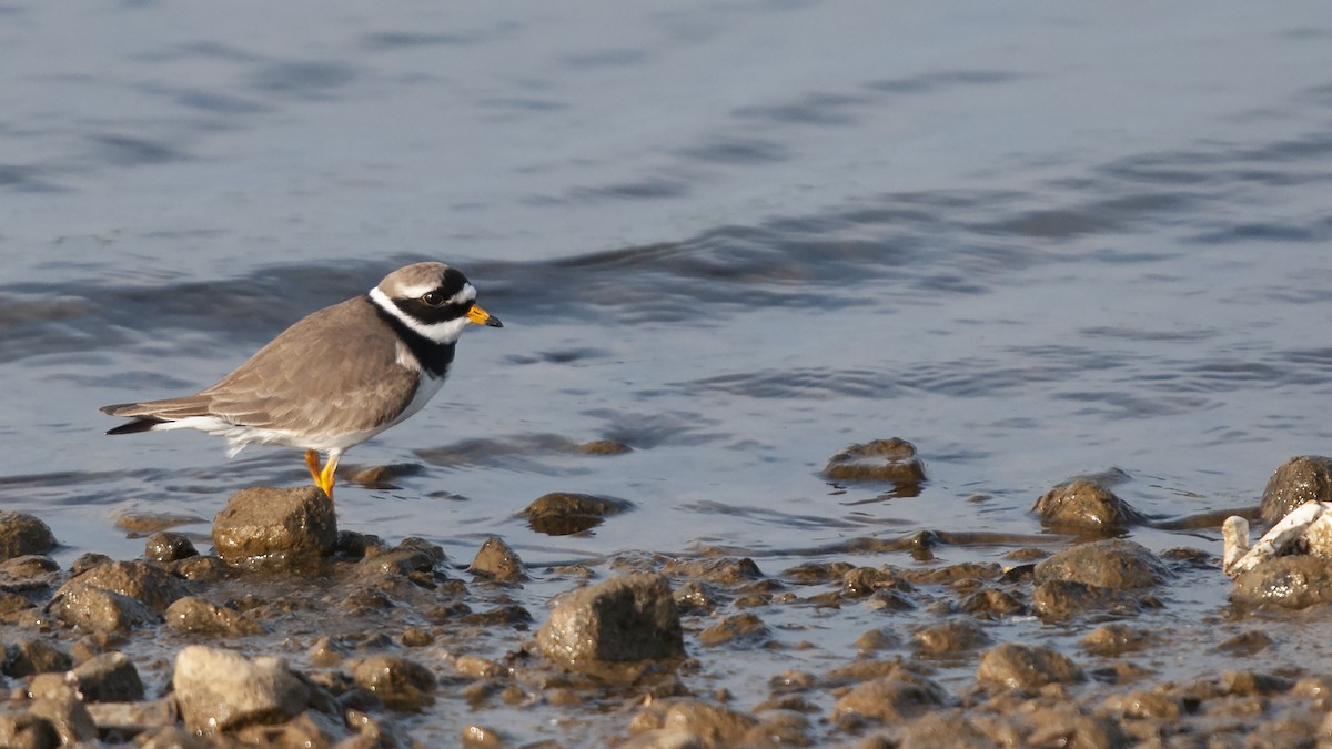 Common Ringed Plover - Paul Wilson