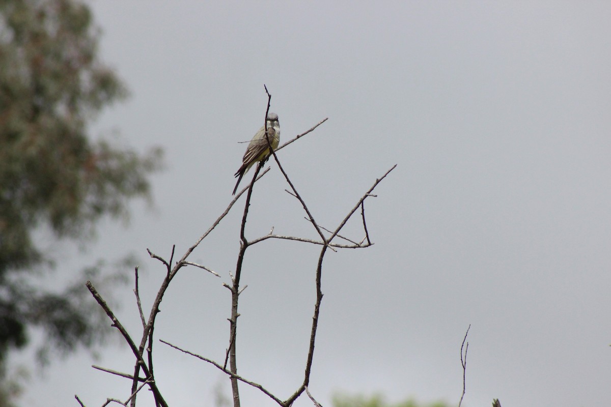 Western Kingbird - ML315197511