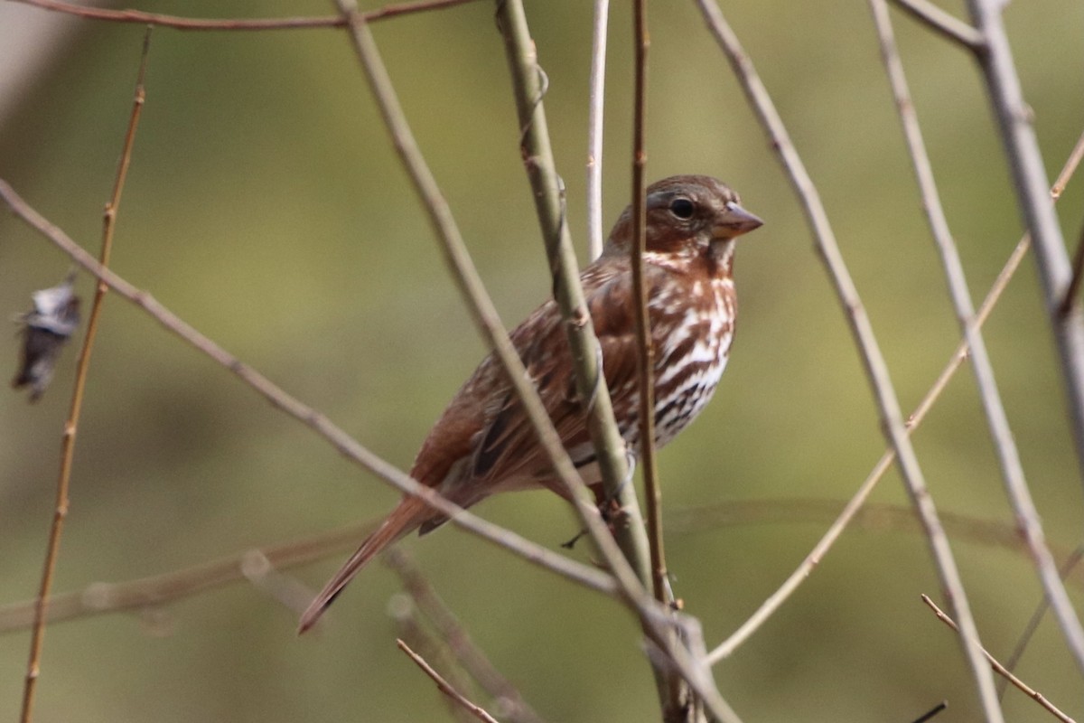 Fox Sparrow (Red) - ML315197771