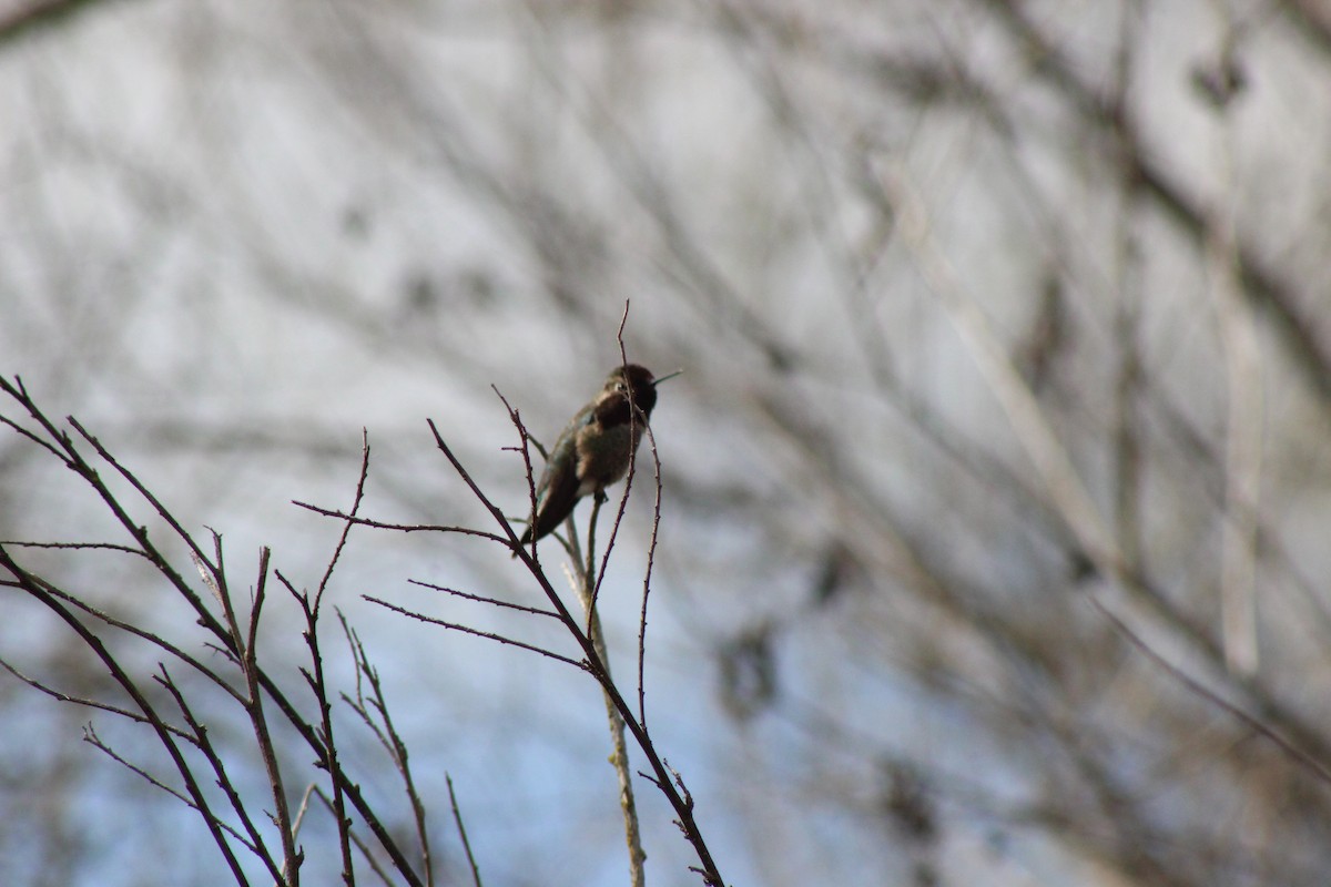 Anna's Hummingbird - Matthew Keenan