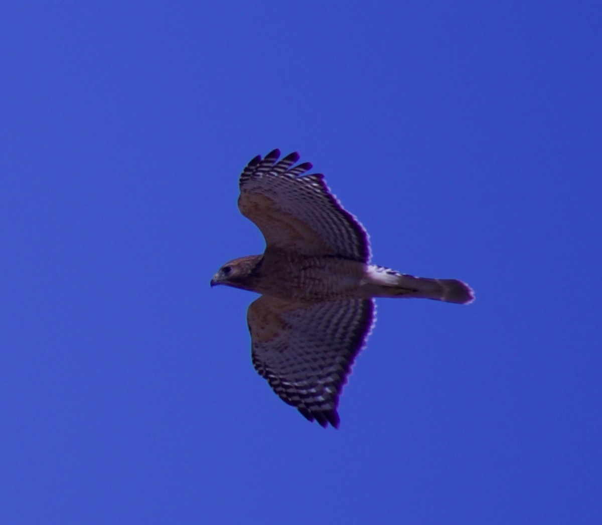 Red-shouldered Hawk - ML315198501