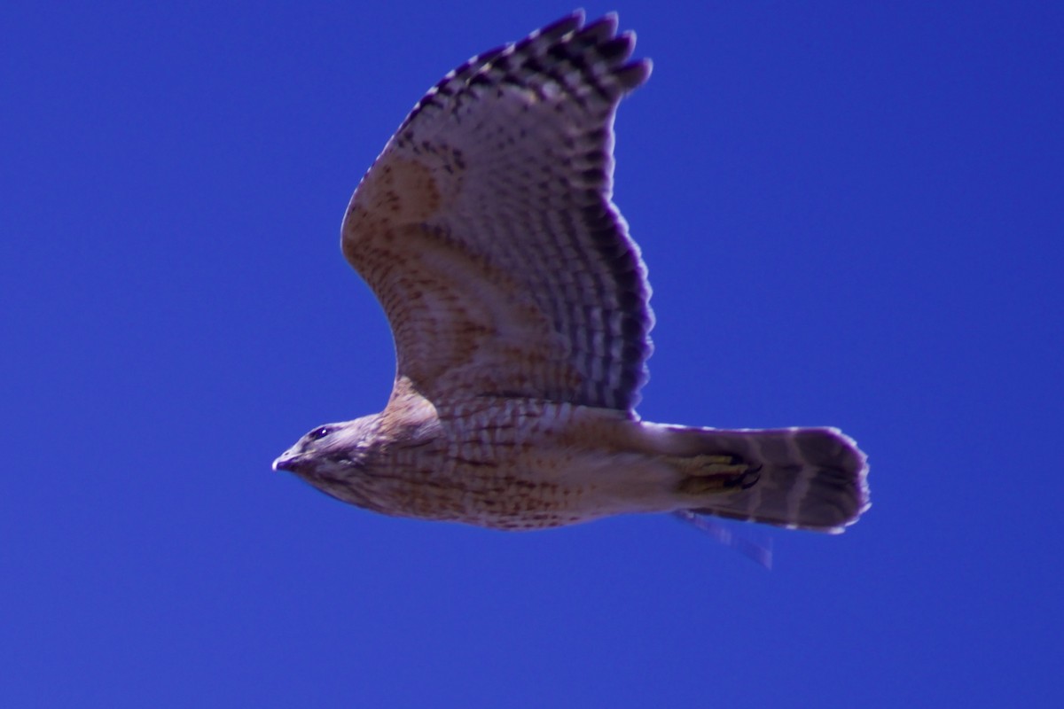 Red-shouldered Hawk - ML315198511