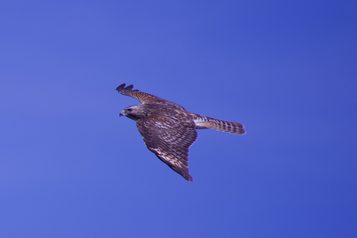 Rotschulterbussard - ML315198531