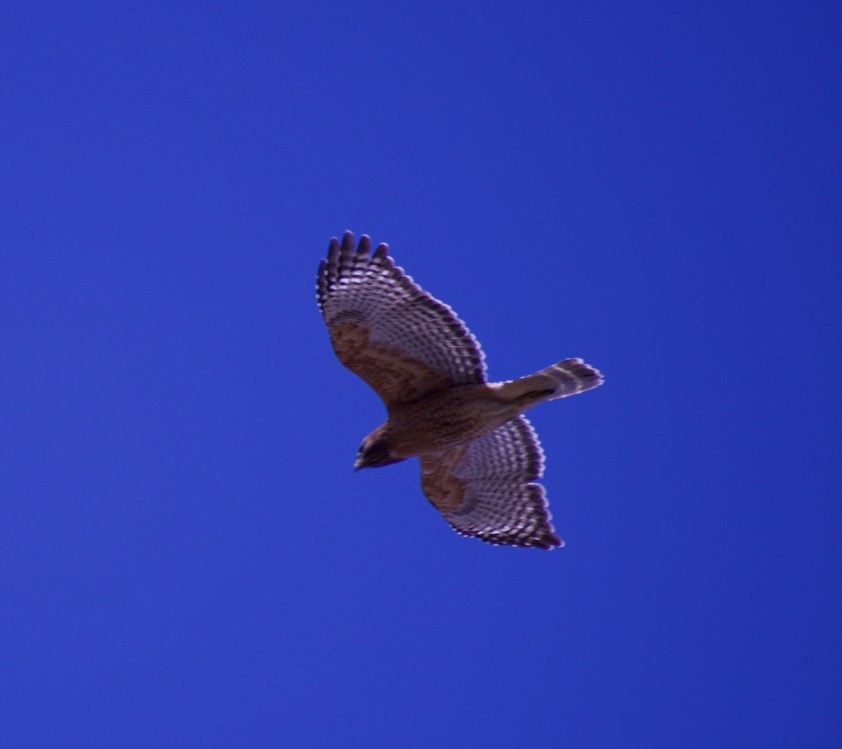 Red-shouldered Hawk - ML315198551