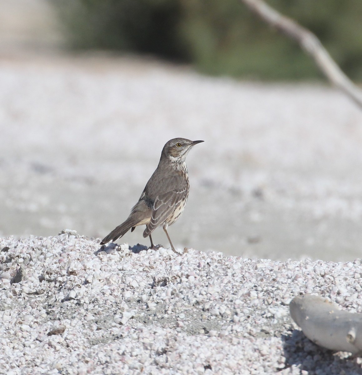 Sage Thrasher - Lucas Corneliussen