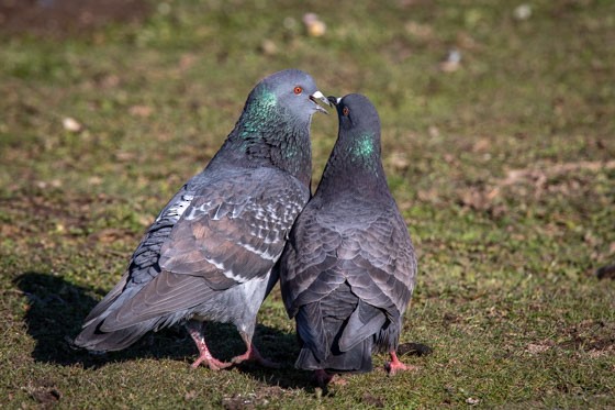 Rock Pigeon (Feral Pigeon) - John Richards