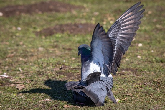 Rock Pigeon (Feral Pigeon) - John Richards