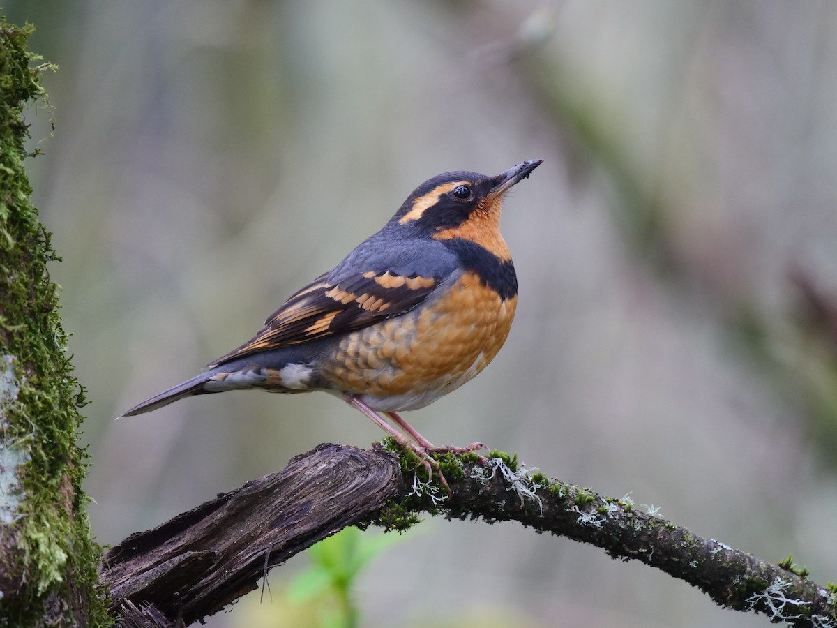 Varied Thrush - ML315200431