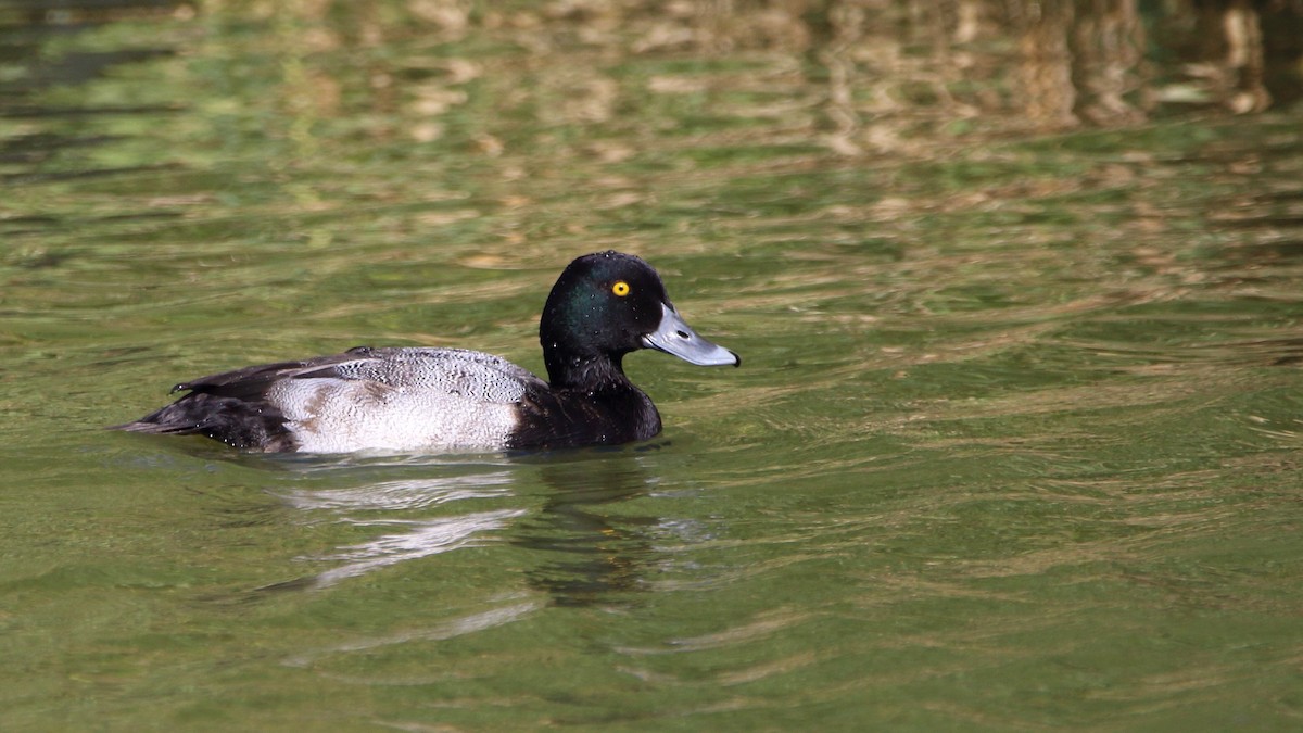 Lesser Scaup - Neal Morris